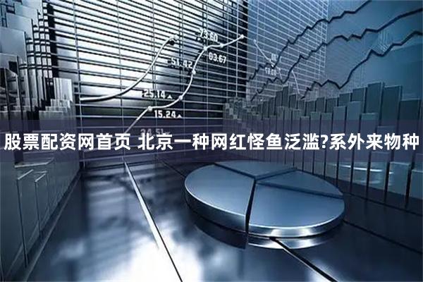 股票配资网首页 北京一种网红怪鱼泛滥?系外来物种