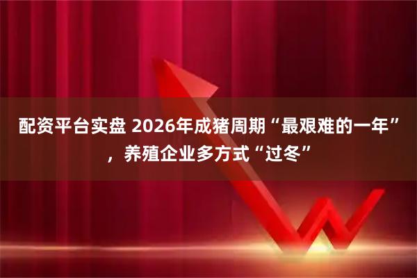 配资平台实盘 2026年成猪周期“最艰难的一年”，养殖企业多方式“过冬”